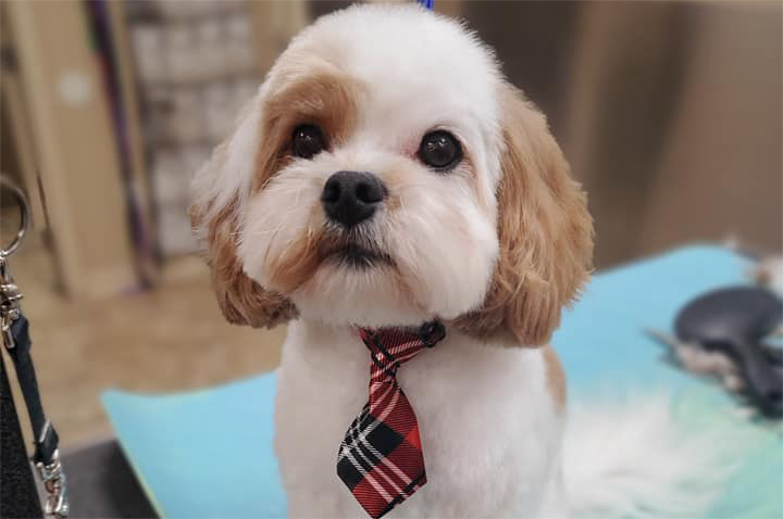 grooming-salon-puppy Dog Groomer in Kent, WA