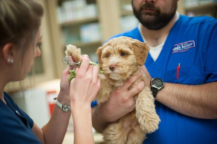 veterinary-hospital-paw Vet in Kent, WA