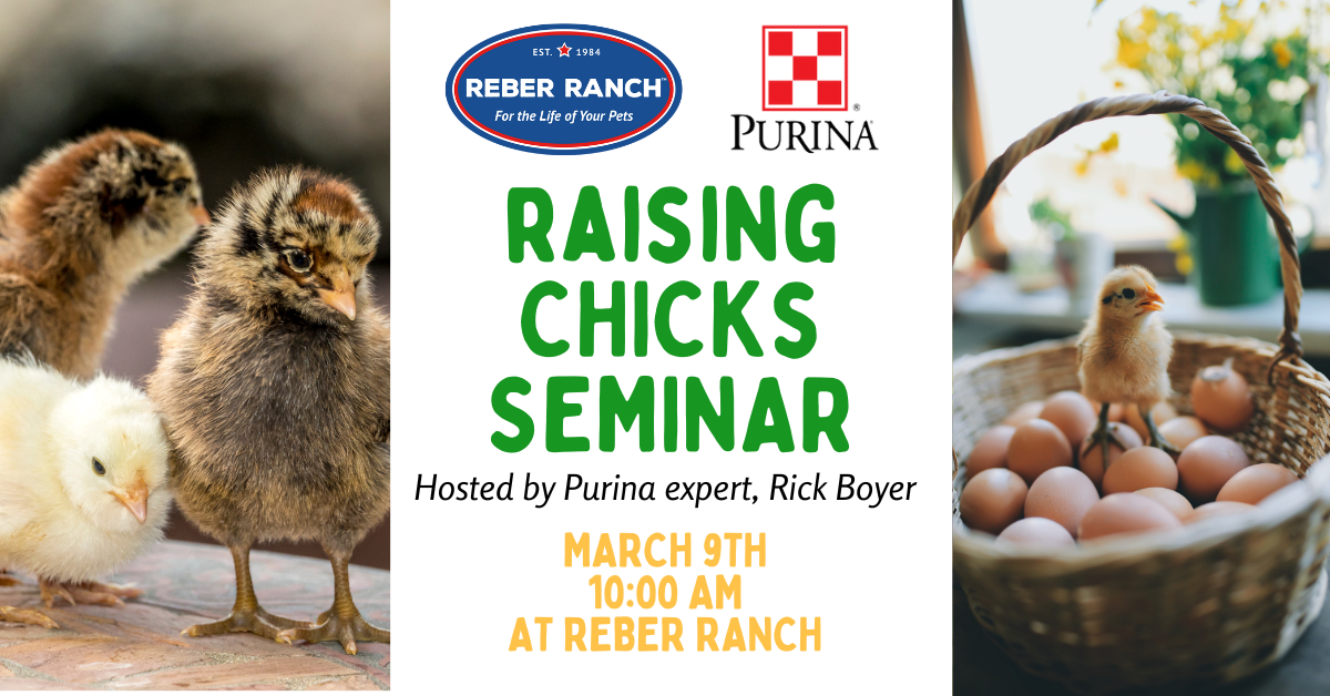 free raising chicks seminar