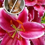 cat and flower