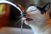 cat drinking