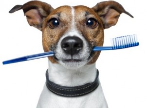 dog with tooth brush