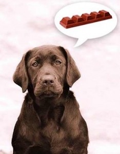 labs and chocolate2
