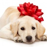 puppy present